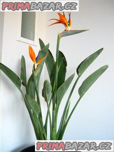 Sazenice Strelitzia reginae vel. cca 10-15 cm, 2-3 listy