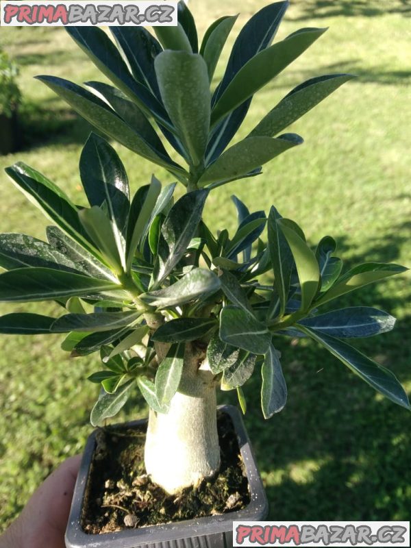 Sazenice Adenium obesum - mix semen vel. cca 15-20 cm