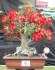 Sazenice Adenium obesum - mix semen vel. cca 15-20 cm