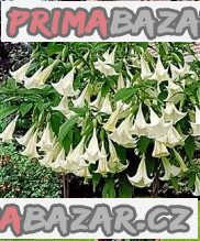 sazenice-brugmansia-arborea-andelska-trumpeta