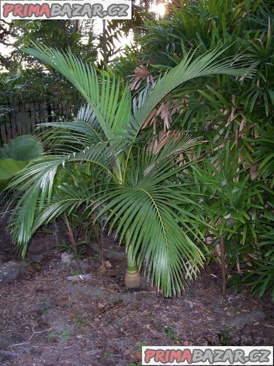 Sazenice palma Archontophoenix alexandrae
