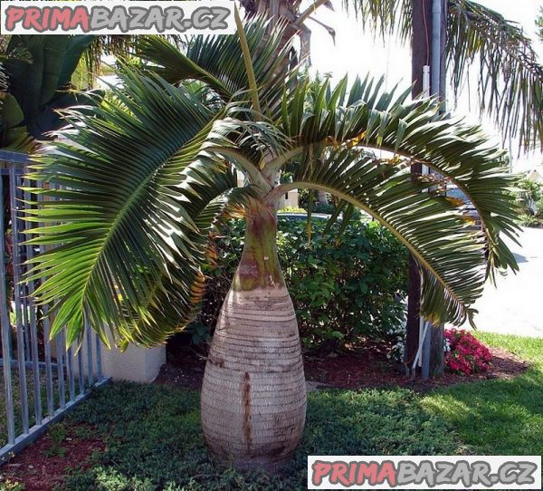 Sazenice palma Hyophorbe lagenicaulis