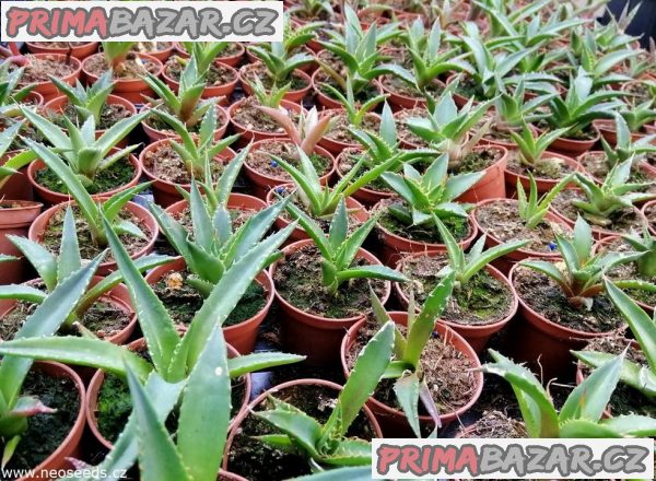 Sazenice Agave horrida subsp. horrida