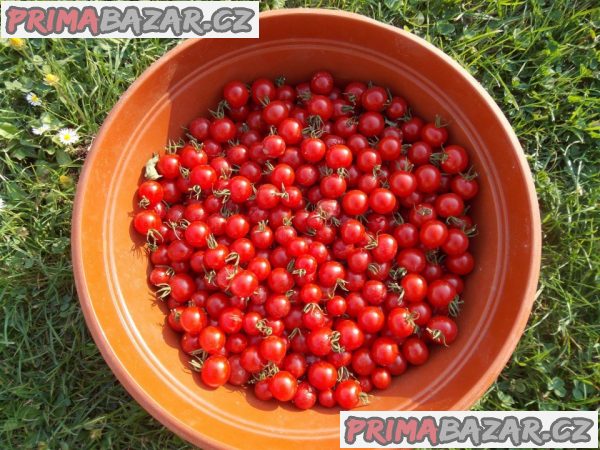 100-x-semena-rajce-divoke-zvyhodnena-nabidka