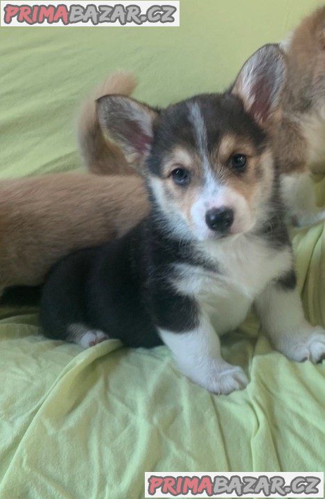 Krásná štěňátka Pembroke Welsh Corgi.