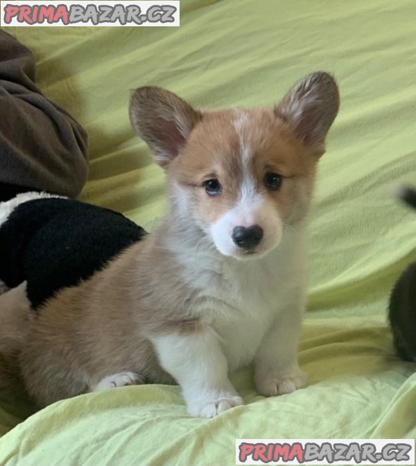 Krásná štěňátka Pembroke Welsh Corgi.