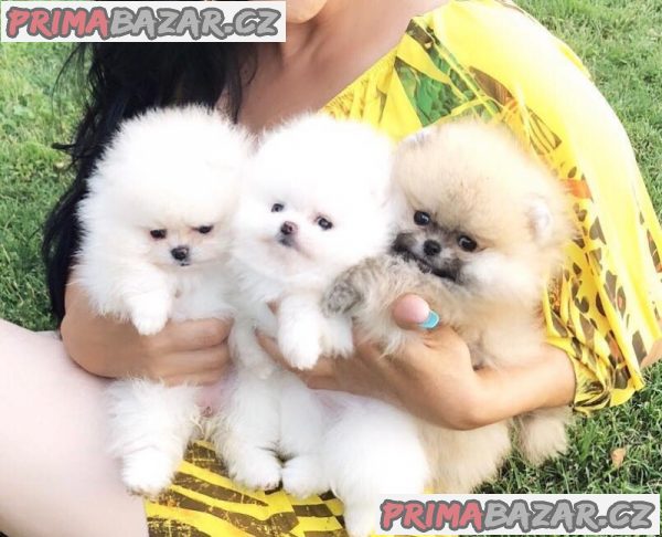 K dispozici White Teacup Pomeranian Štěňata na prodej.