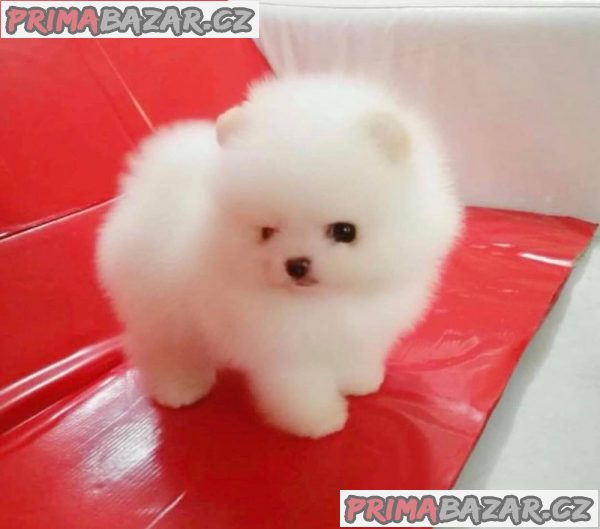 K dispozici White Teacup Pomeranian Štěňata na prodej.