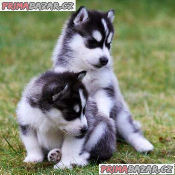 Exclusive Siberian husky puppies available Whatsapp_Viber me Direct on +306973610648