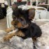 Yorkshire terrier