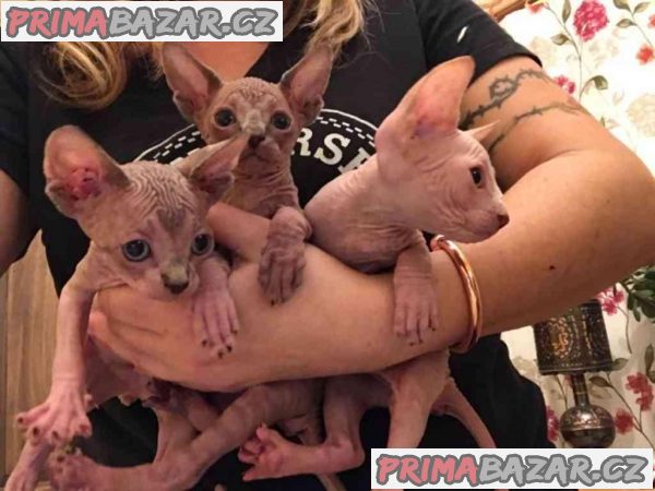 F GIRLS*Krásné barevné dívky Elf Sphynx na prodej.