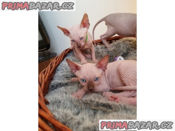 F GIRLS*Krásné barevné dívky Elf Sphynx na prodej.