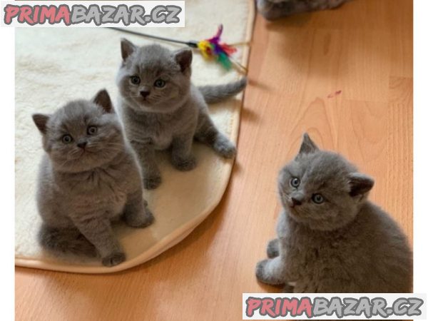 Nádherná britská krátkosrstá koťata s registrací GCCF