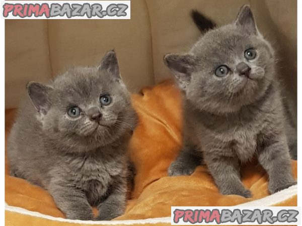 Nádherná britská krátkosrstá koťata s registrací GCCF