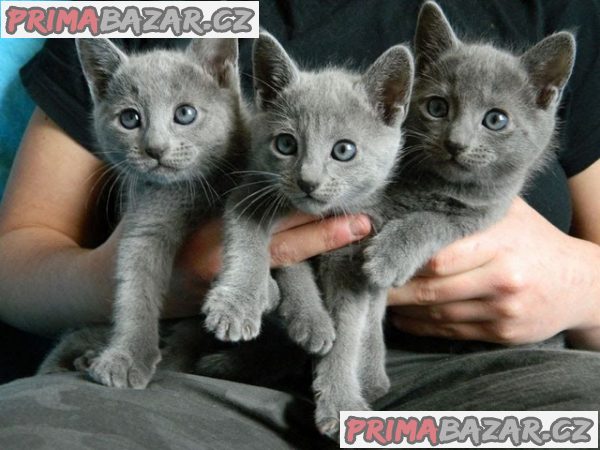 Krásná plná rodokmen ruská modrá koťátka registrovaná TICA.