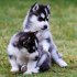 Exkluzivní štěňata sibiřského husky k dispozici Whatsapp_Viber me Direct na +306973610648
