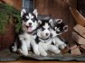 Krásně vypadající štěňata sibiřského huskyho s modrýma očima na prodej