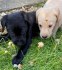 Krásná štěňátka labradorského retrívra pro dobrý domov