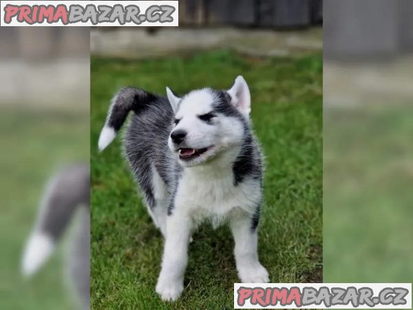 Sibiřský husky na prodej s PP