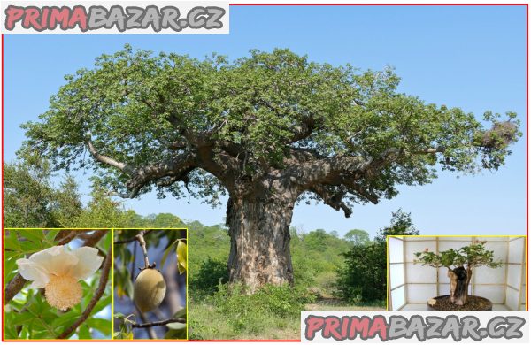 sazenice-baobab