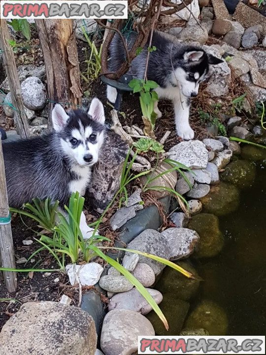 Sibirský husky s PP