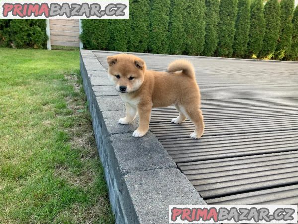 Prodám štěňata Shiba Inu v Ostravě.