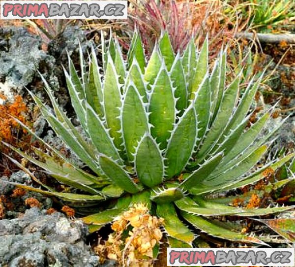 Sazenice Agave horrida subsp. horrida _Mexcalmetl_