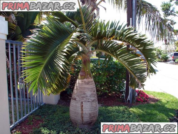 Sazenice palma Hyophorbe lagenicaulis - lahvová palma vel. cca 10-15 cm