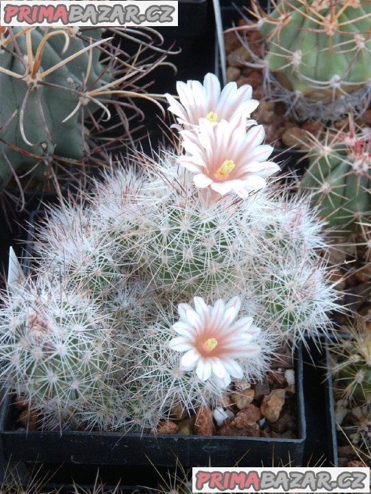 kaktus-escobaria-zilziana-semena