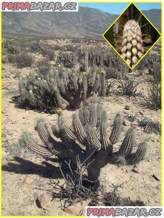 Kaktus Eulychnia breviflora - semena