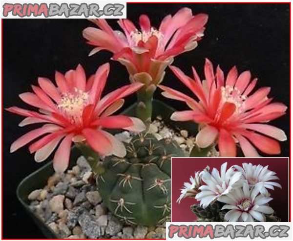 kaktus-gymnocalycium-smes-semena