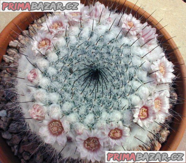 kaktus-mammillaria-chionocephala-semena