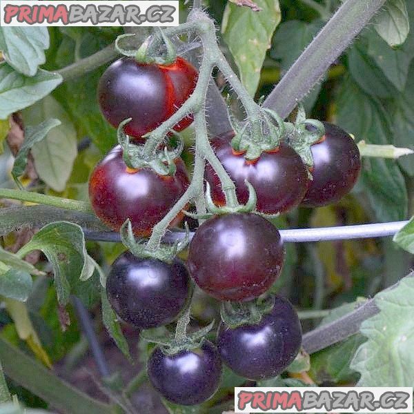 Rajče Clackamas Blueberry „borůvka“ - semena
