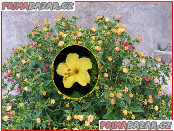 Mirabilis Jalapa Nocenka žlutá - semena