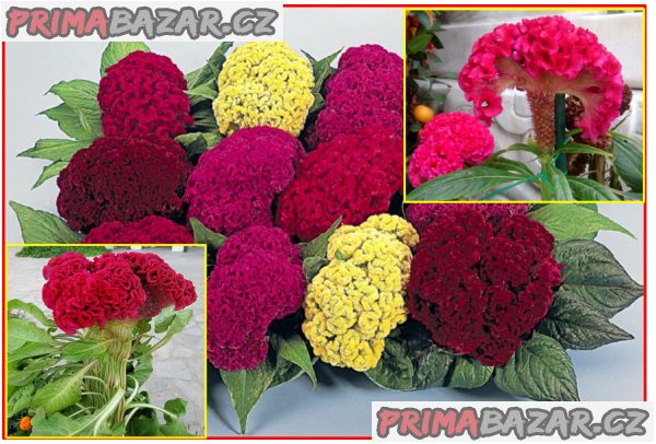 nevadlec-hrebenity-celosia-cristata-smes-barev-semena