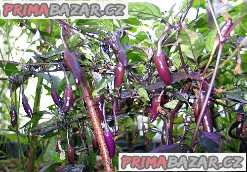 Chilli Fluorescent purple Balení obsahuje 10 semen