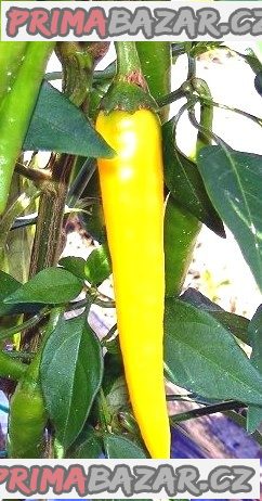 Chilli Golden Cayenne Pepper Balení obsahuje 10 semen