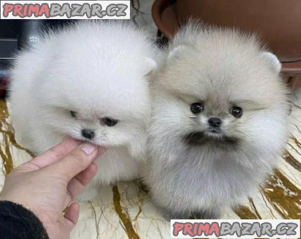 Zdravá štěňata pomeranianů, kteří potřebují nový domov