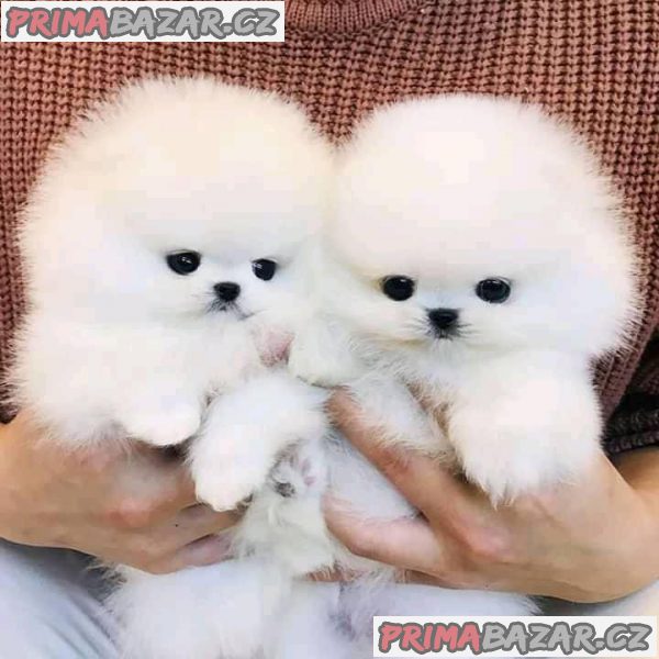Zdravá štěňata pomeranianů, kteří potřebují nový domov Zdravá štěňata pomeranianů, kteří potřebují nový domov