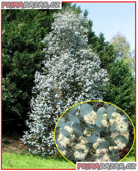 Eucalyptus cordata - Blahovičník - semena