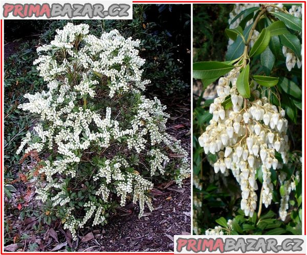 Pieris Japonica - semena