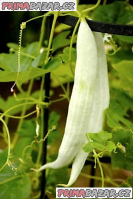 Arménská okurka Tortarello Bianco Abruzzese - semena