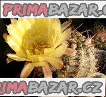 Kaktus Acanthocalycium griseum P 144 Punta Ballasto Balení obsahuje 20 semen