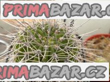 Kaktus Acanthocalycium klimpelianum P 120 Balení obsahuje 20 semen