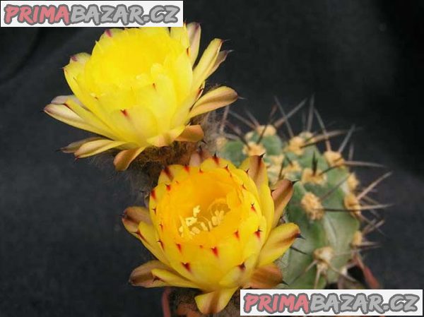 Kaktus Acanthocalycium směs druhů Balení obsahuje 20 semen