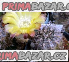 kaktus-acanthocalycium-sp-fr-148-baleni-obsahuje-20-semen