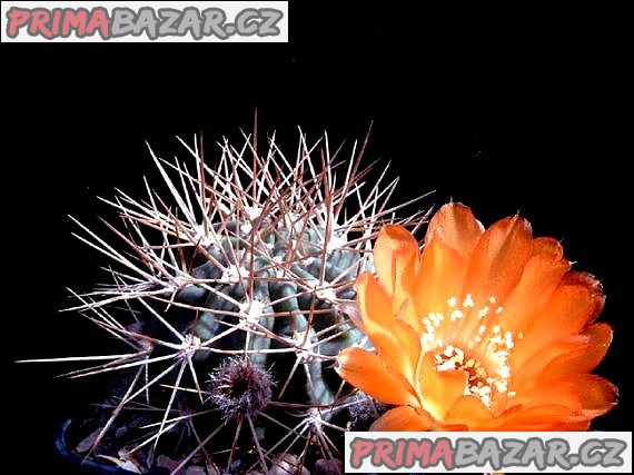 Kaktus Acanthocalycium variiflorum P 149 Balení obsahuje 20 semen