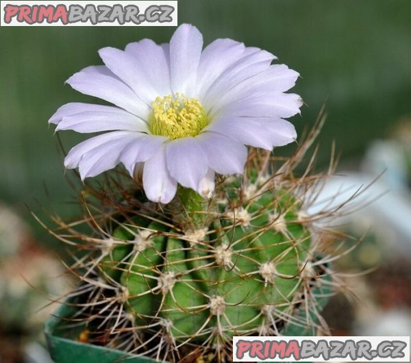 Kaktus Acanthocalycium violaceum P 110 Balení obsahuje 20 semen