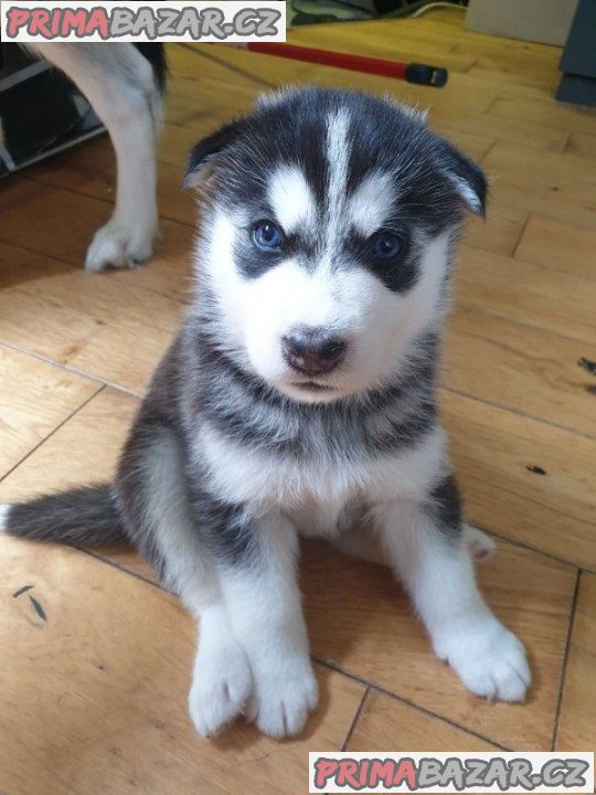 Krásná štěňátka siberin husky připravená k adopci..