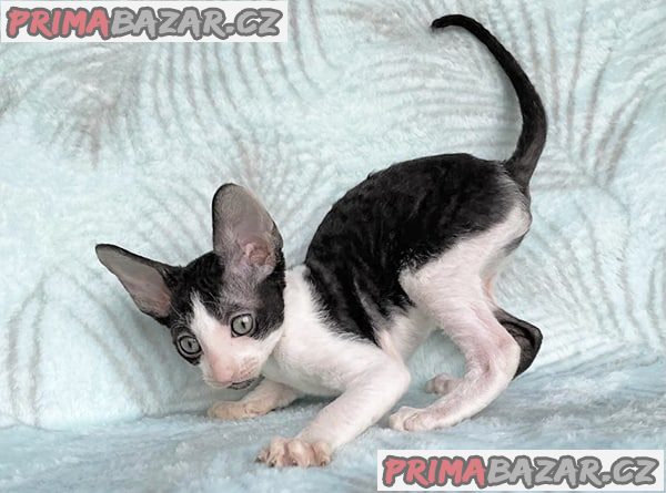 Krásná poloviční koťátka Cornish Rex.